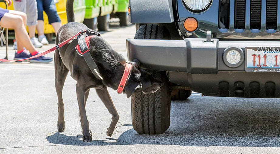 can cops search your car with a dog